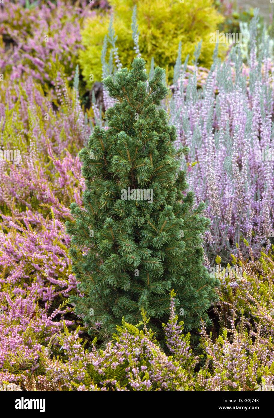 Picea glauca - var. albertiana `Conica'   CON011666 Stock Photo